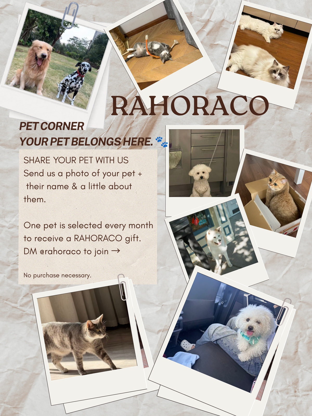 Pet Corner: Every Pet Has a Favorite Place